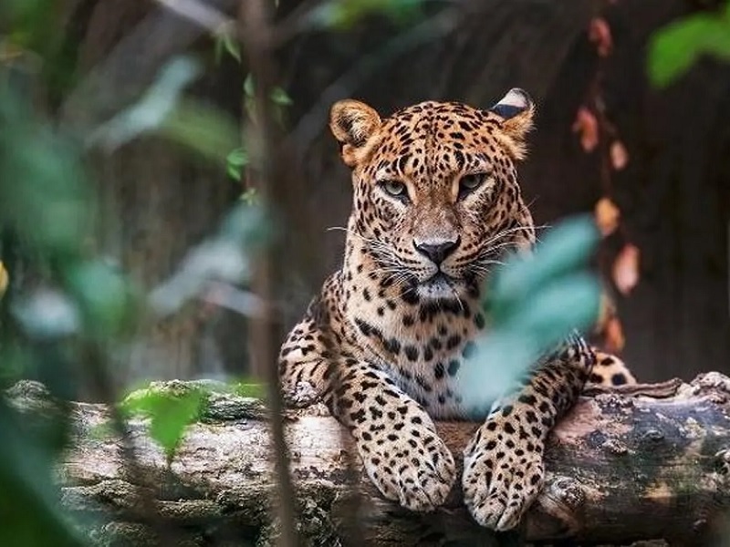 Leopard rampage in western tribal area of Ambegaon pune latest news | Pune | आंबेगावच्या पश्चिम आदिवासी भागात बिबट्याचा धुमाकूळ