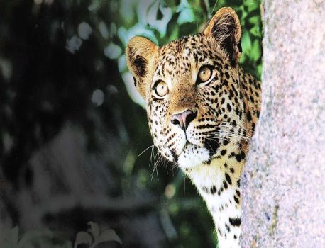 Thunder! The leopard misses off and faces a dirt road, saved young people briefly from attack | थरार! बिबट्याची झेप चुकली अन् तोंड डांबरी रस्त्यावर आपटलं , हल्ल्यातून युवक थोडक्यात बचावला