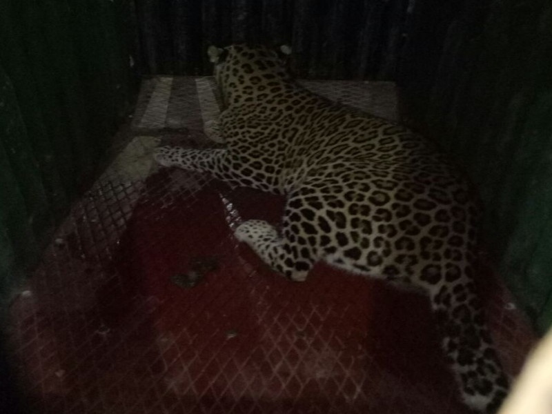 ... finally leopards captured in Jakhori | ...अखेर जाखोरीमध्ये बिबट्या जेरबंद; दारणाकाठाला मोठा दिलासा