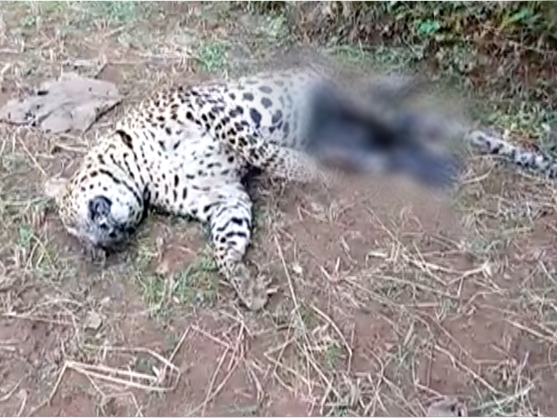 Leopard Hunted down at Chiplun | चिपळूणमध्ये बिबट्याची गोळी घालून शिकार 