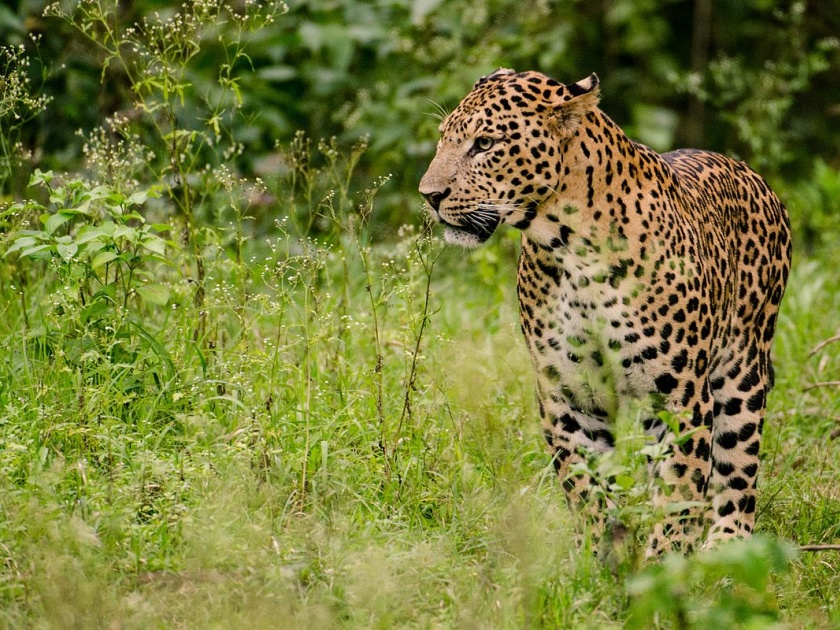 leopard in sangavi in pimpri chinchwad | सांगवीत संरक्षण विभागाच्या हद्दीत बिबट्याचा वावर