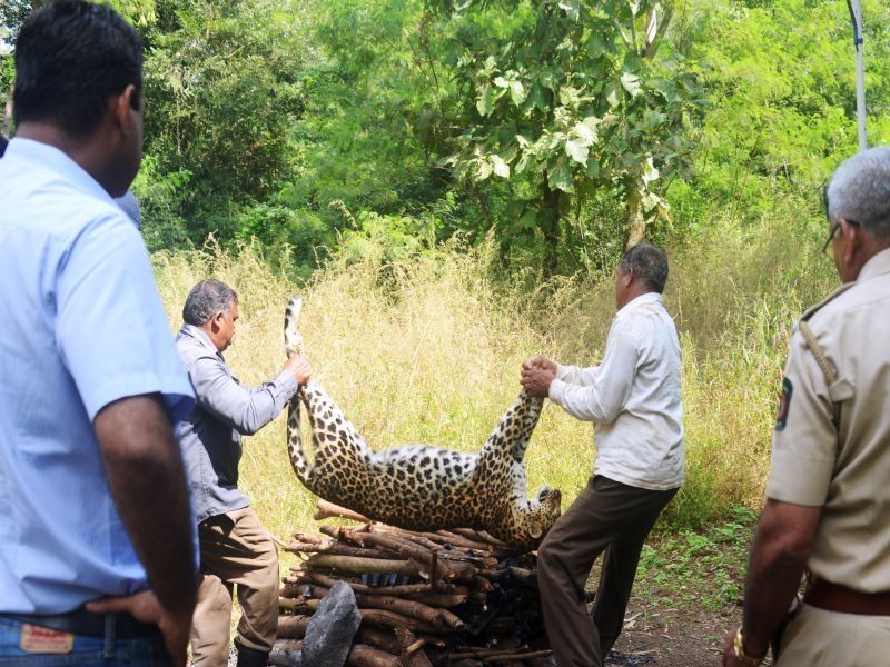 leopard female killed in Raigadnagar Mumbai-Agra highway | रायगडनगरला महामार्गावर बिबट मादी अपघातात ठार