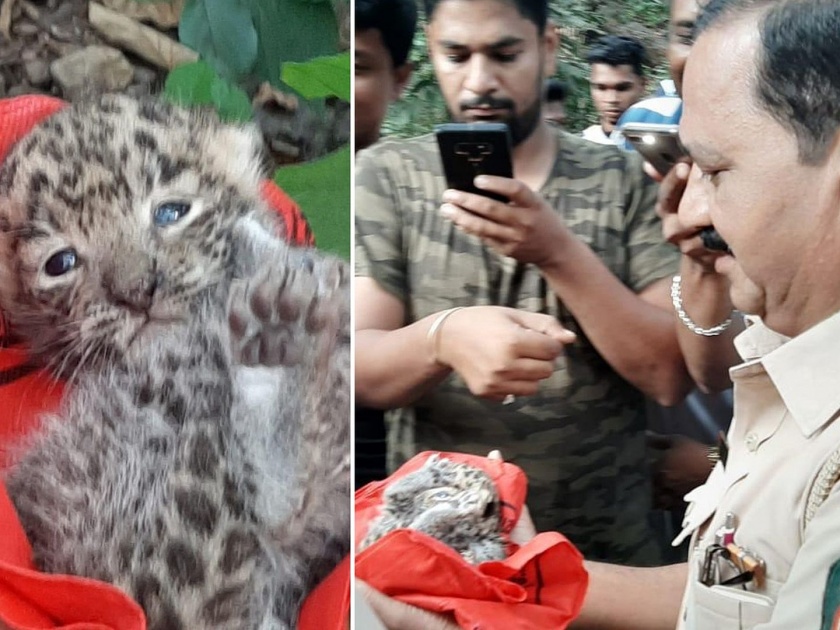 cub found in thanes yeoor shifted to national park by forest department | मॉर्निंग वॉकसाठी गेलेल्या ठाणेकरांना घडलं बछड्याचं दर्शन