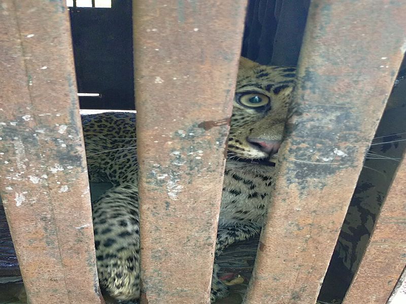 Gangapur Road residents tremble: Leopards seized after three-and-a-half hours of tremors | गंगापुररोडवासीयांचा उडाला थरकाप : साडेतीन तासांच्या थरारानंतर बिबट्या जेरबंद