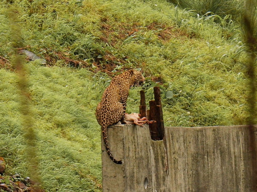 the forest department started for a leopard hunt in dindoshi mumbai | लोकमत इम्पॅट! बिबटयाच्या शोध मोहिमेसाठी वनखाते सरसावले