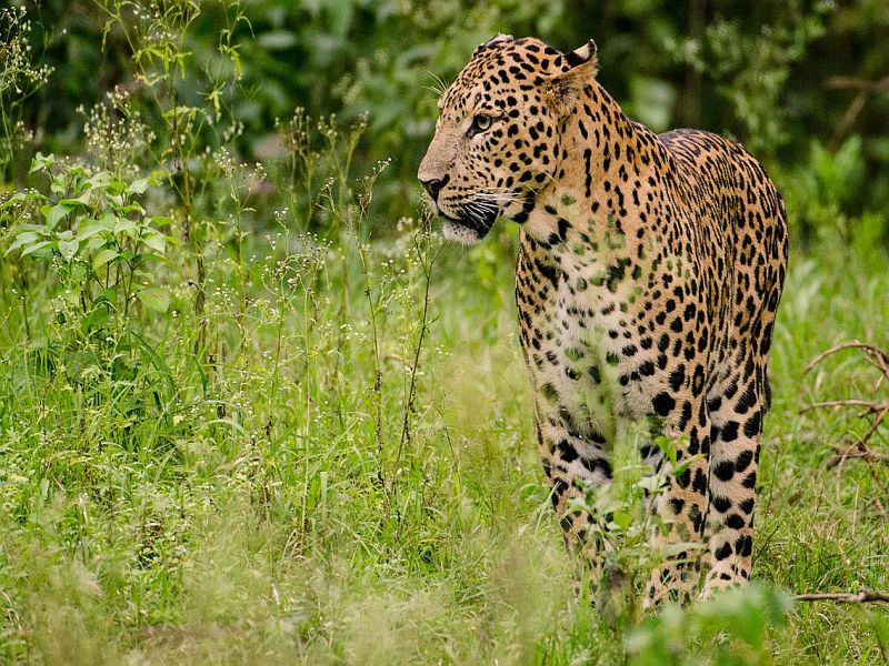 Leopard communications in the Jamner area | जामनेर परिसरात बिबट्याचा संचार