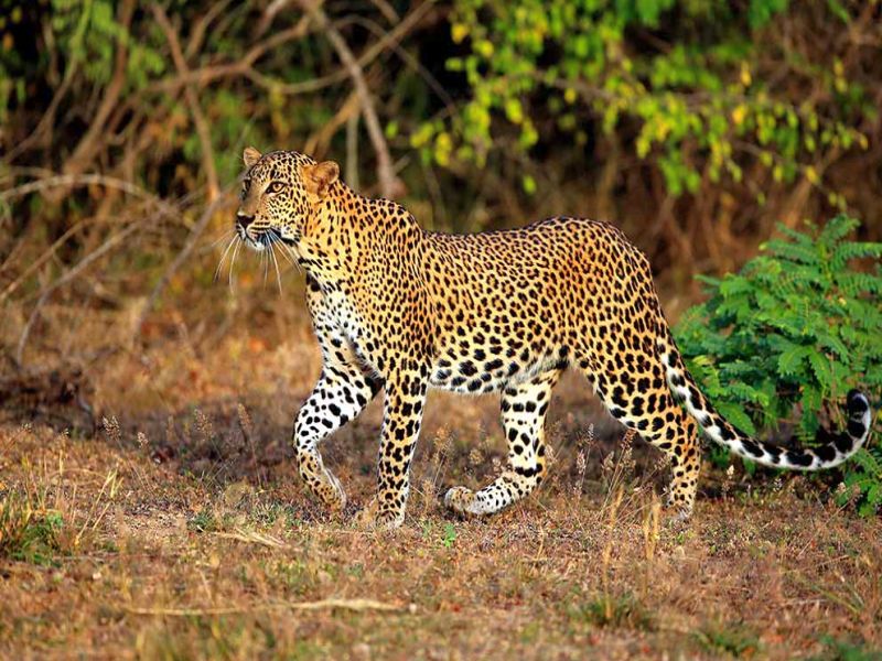 moving freely of leopards: All experiments like cages, drones and other changes are in vain! | बिबट्याचा संचार : पिंजरे, ड्रोन अन् सावज बदल असे सगळेच प्रयोग निष्फळ!