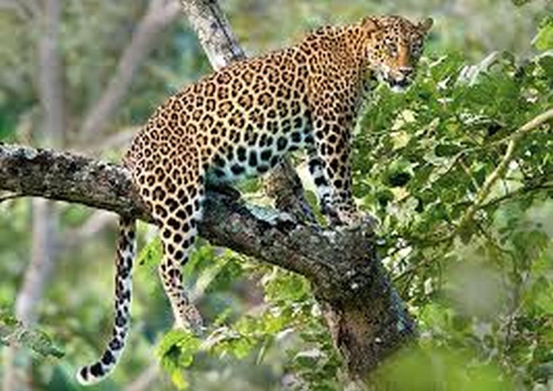 Leopards roam the village in search of water | पाण्याच्या शोधात बिबट्याचा गावालगत संचार