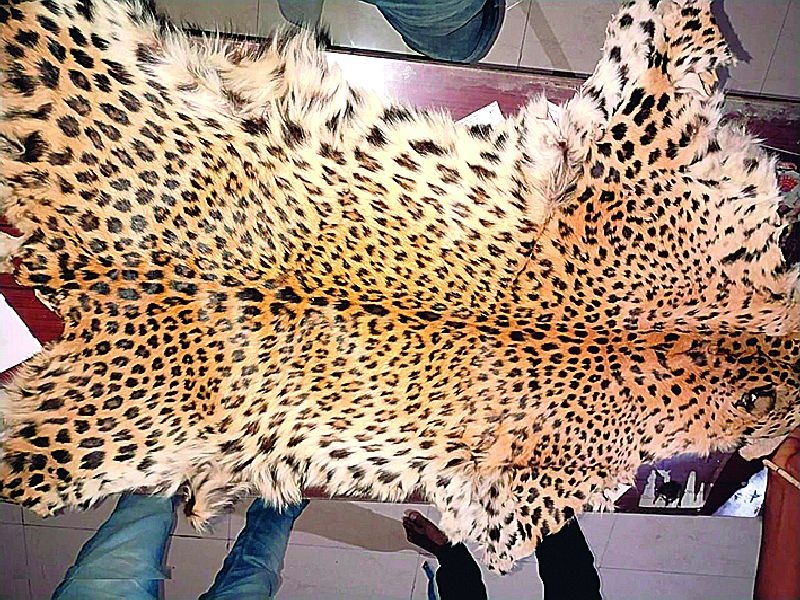 three poachers arrested in nagpur while selling leopard skin | बिबट्याच्या चामड्याचा सौदा सुरू असतानाच पडली धाड; तिघे ताब्यात