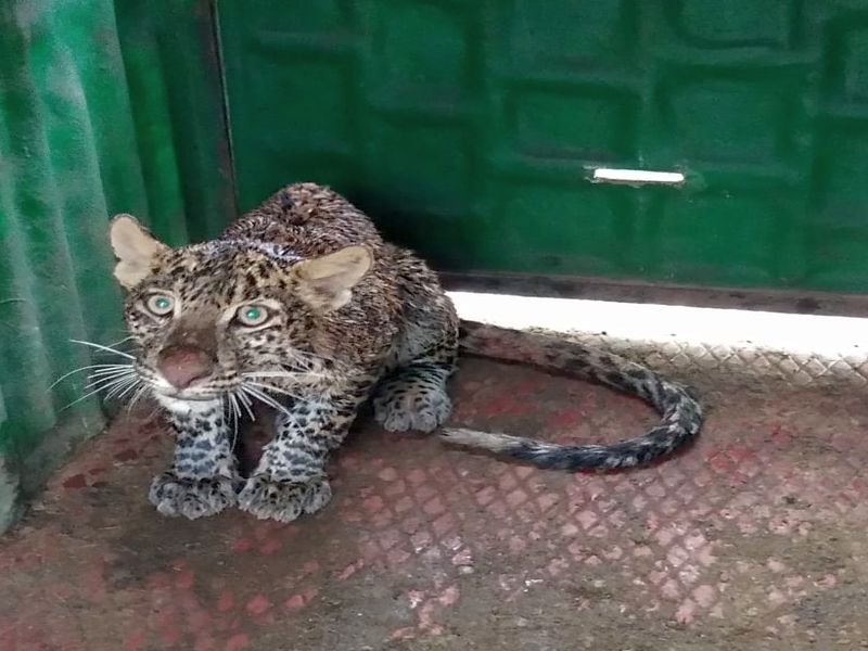 Lived by forest department: In a well-drained leopard again in the well in Nashik | वनविभागाकडून जीवदान : नाशिकमध्ये विहिरीत पुन्हा कोसळला बिबट्या