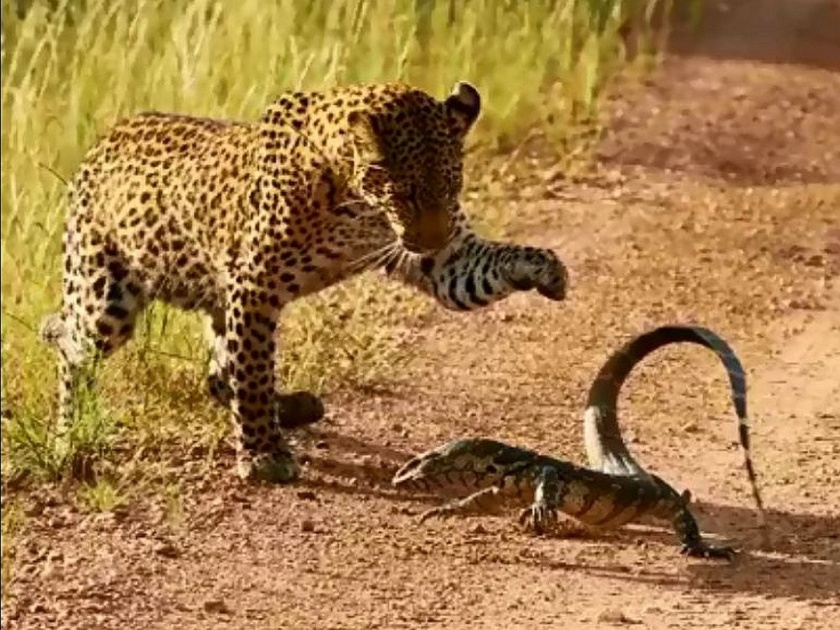 Viral Video : Lizard takes on a leopard cub and loses in brutal fight to the death caught on video in Zambia | Video : घोरपड आणि बिबट्याची ही झुंज पाहून साप अन् मुंगुसाच्या लढाईचा थरार विसराल!