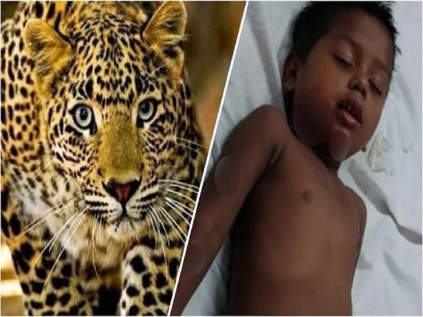 chandrapur mother saved her 3 years old daughter from leopard angry people tied 10 forest officers and employees maharashtra viral story | तीन वर्षाच्या चिमुरडीला तोंडात धरून घेऊन जात होता बिबट्या, आईने अशा प्रकारे वाचवले प्राण