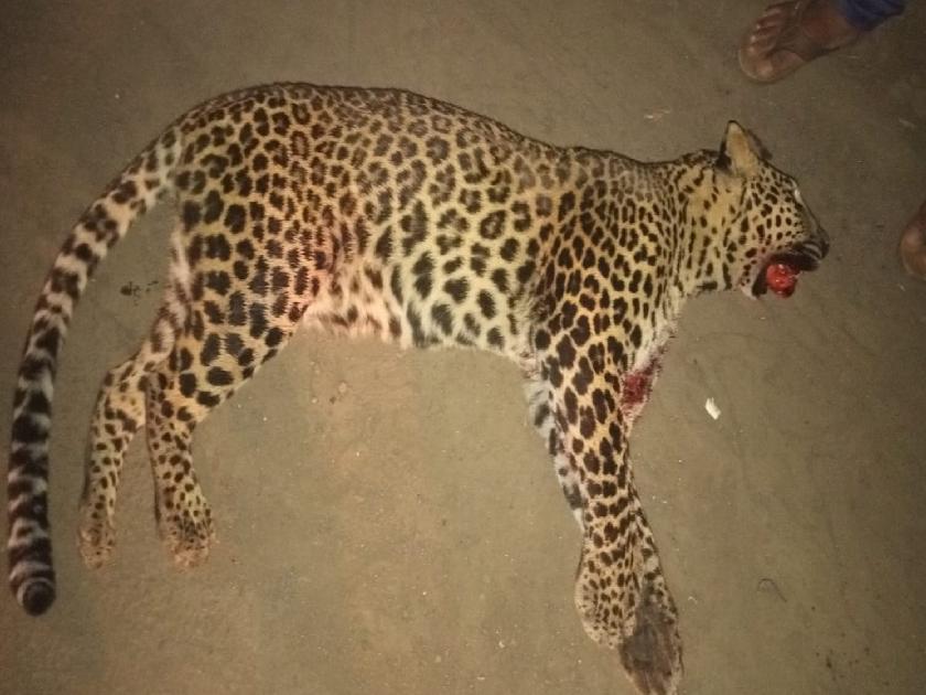 A leopard was killed in a collision with an unknown vehicle near Khindwadi in Satara | साताऱ्यात खिंडवाडी जवळ अज्ञात वाहनाच्या धडकेत बिबट्या ठार