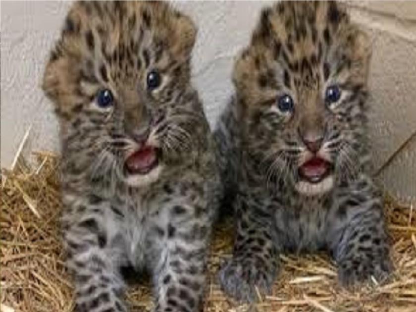 The leopard cub in Bholewadi was captured on camera three days later in his mother arms | भोळेवाडीतील बिबट्याची बछडे तीन दिवसानंतर आईच्या कुशीत, कॅमेऱ्यात घटना कैद