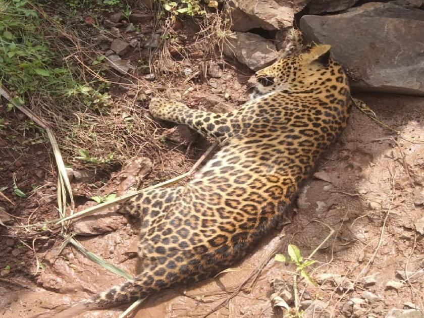 Leopard killed in collision with unidentified vehicle in Sangli, neglect of forest department | Sangli: अज्ञात वाहनाच्या धडकेत बिबट्याचा मृत्यू, वनविभागाचे दुर्लक्ष 