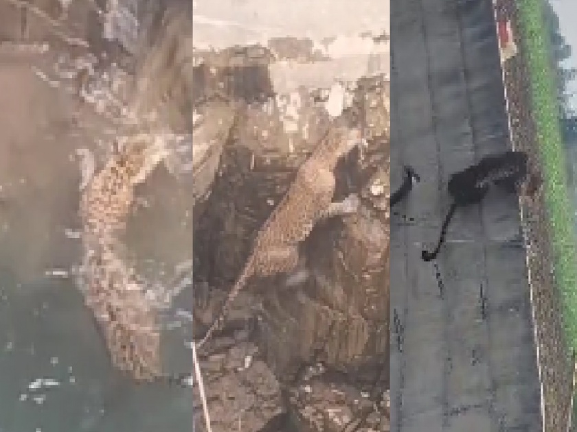 While the rescue operation was going on to bring the leopard out safely, the leopard jumped straight from the well and ran to the edge in satara | Satara: पिंजरा सोडला विहिरीत, पण बिबट्या झेप घेत पळाला शिवारात; तळबीडमधील घटना 