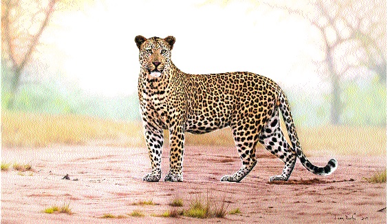 Due to leakage of 8,000 hectares, leopard catapulted: Half of three pet animals | तब्बल आठ हजार हेक्टरवर बिबट्याची झेप-कऱ्हाडला बिबट्याप्रवण : अडीचशे पाळीव जनावरांची शिकार