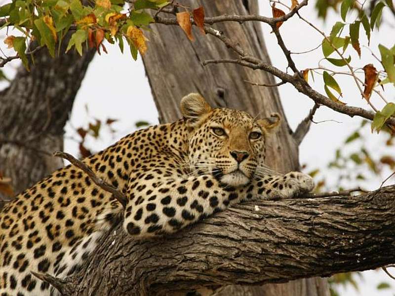 Two leopards die in a week's in murbad animal house | एका आठवड्यात मुरबडमध्ये 2 बिबट्यांचा मृत्यू 