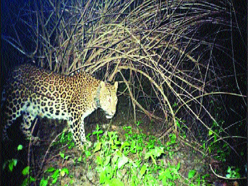 Understand the location of the leopard | बिबट्याचे लोकेशन त्वरित समजणार