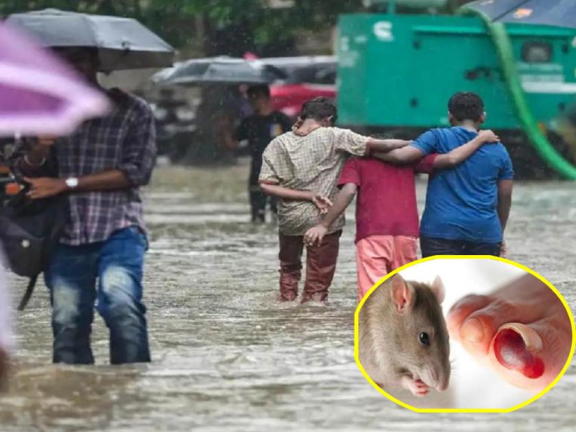 in mumbai risk of lepto avoid going into stagnant water disturbed by excreta of rodents other animals | ‘लेप्टो’चा धोका; साचलेल्या पाण्यात जाणे टाळा; उंदीर, अन्य प्राण्यांच्या मलमूत्रामुळे बाधा
