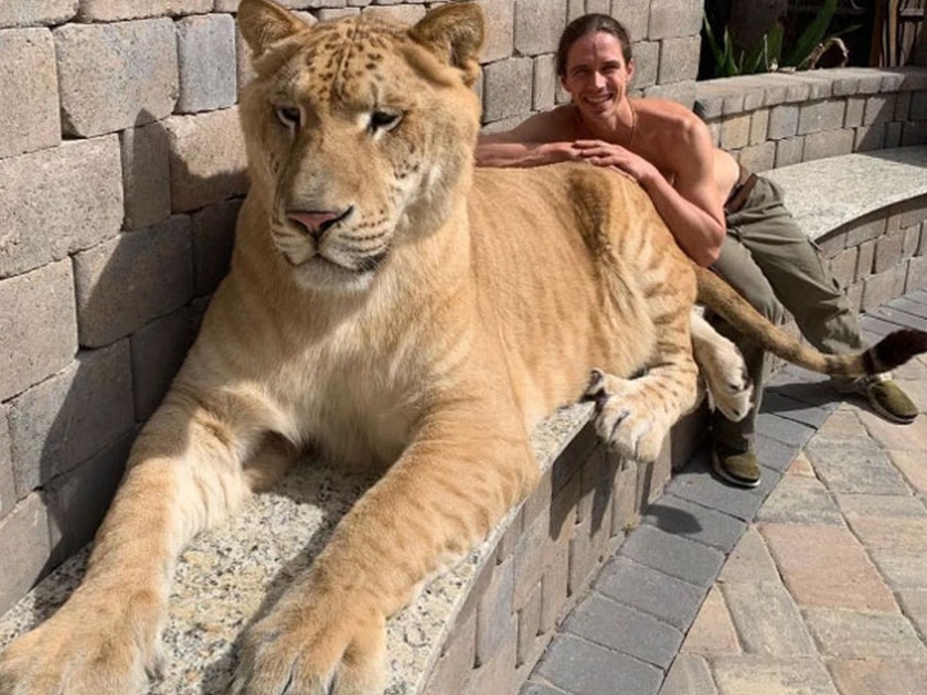 OMG! Meet the worlds largest cat liger name apollo weight 319 kg | बाबो! अर्धा वाघ, अर्धा सिंह आहे हा प्राणी, १२ फूट लांबी आणि ३१९ किलो आहे वजन!