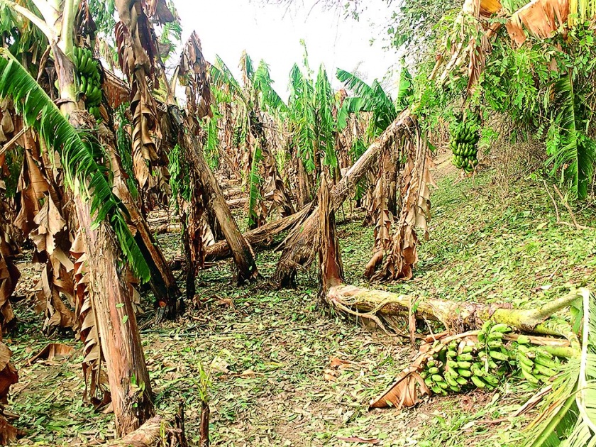 10 lakh hectares crops damage in Nagpur | नागपुरात १० हजार हेक्टरवरील पिकांचे नुकसान