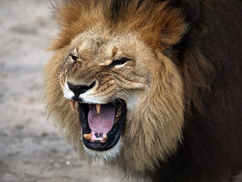 Pet lion unleashed on man for demanding wages in Pakistan | धक्कादायक! मजुरीचे पैसे मागितले म्हणून प्रबंधकाने मजुरावर सोडला सिंह आणि....