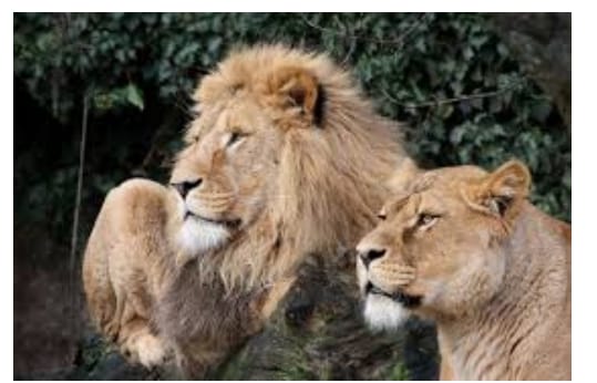 Corona infection of lions in wildlife parks | वन्यजीव उद्यानातील सिंहांना कोरोना संसर्ग