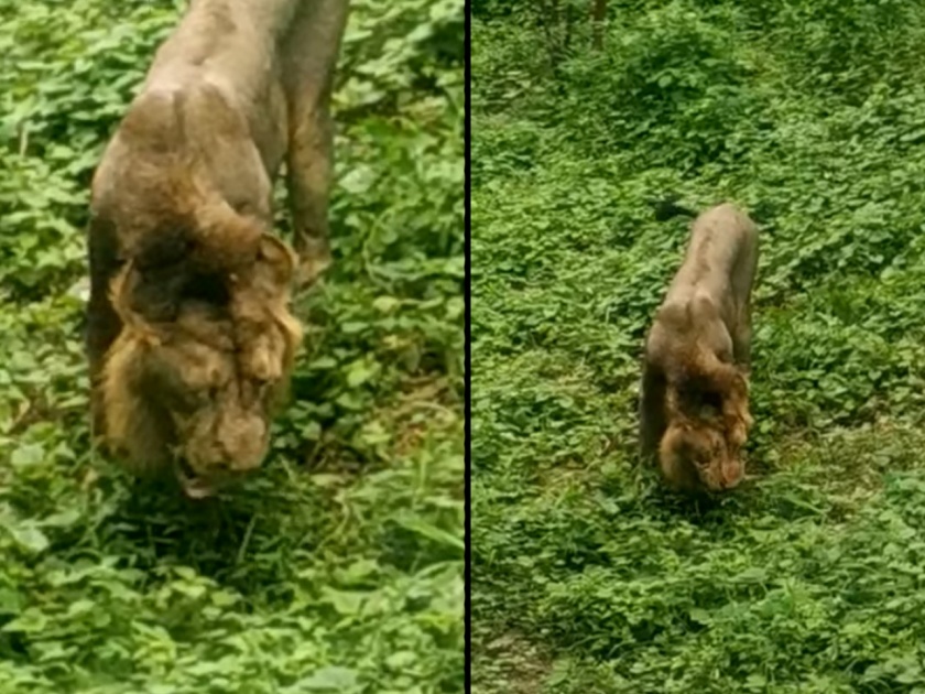 Gujarat khambha forest lion eating green grass viral video | VIDEO : कधी सिंहाला गवत खाताना पाहिलं आहे का?; नसेल पाहिलं तर आता पाहा...