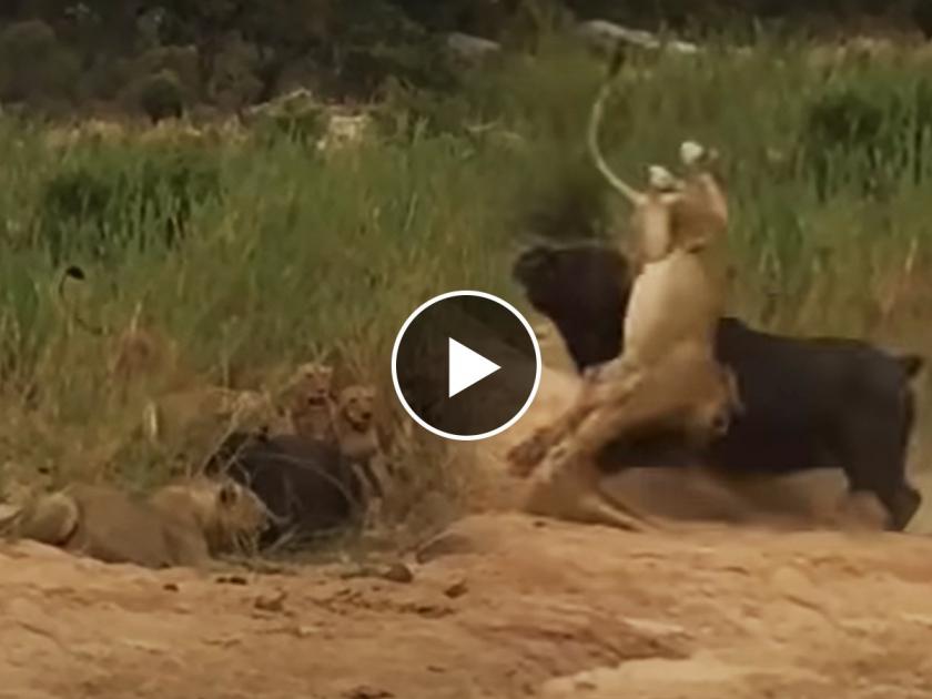 buffalo vs lion see who wins video goes viral on social media | एक जंगली रेडा सिंहांच्या कळपावर पडला भारी, सिंह गेले पळुन! विश्वास नसेल तर पाहा video