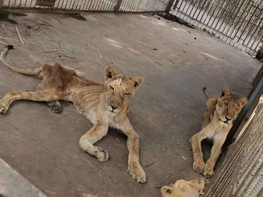 people campaigns for this save lion of sudan | सुदानमधल्या कुपोषित सिंहांचे फोटो व्हायरल, बचावासाठी मोहीम सुरू 