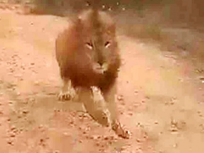 Viral video lion chases tourist vehicle at atal bihari vajpayee zoological park in karnataka | Video : जंगल सफारीसाठी गेलेल्या गाडीचा पाठलाग करू लागला सिंह अन्...