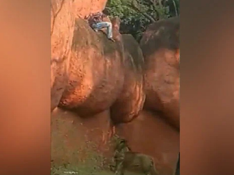 A person broke into the lion's cage at Hyderabad the zoo, saved by zoo employee, Watch VIDEO | प्राणी संग्रहालयात सिंहाच्या पिंजऱ्यात घुसला व्यक्ती, थोडक्यात वाचला जीव; पाहा VIDEO