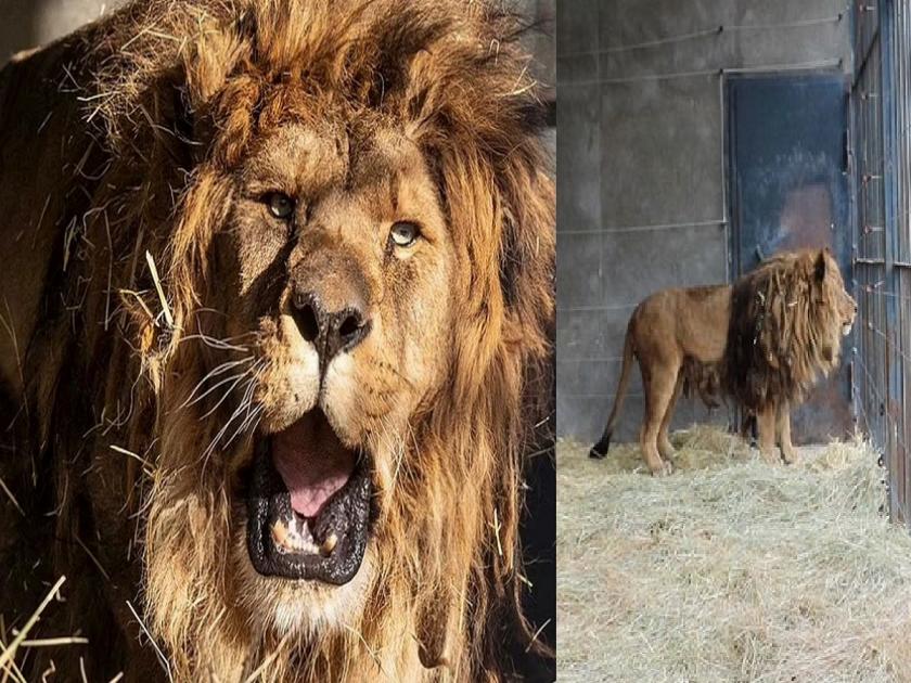 Ruben Lion : Ruben, The only lion in the world who forgot his voice; What exactly happened with the king of the jungle..? | जगातील एकमेव सिंह जो डरकाळी विसरला; जंगलाच्या राजासोबत नेमकं काय झालं..?