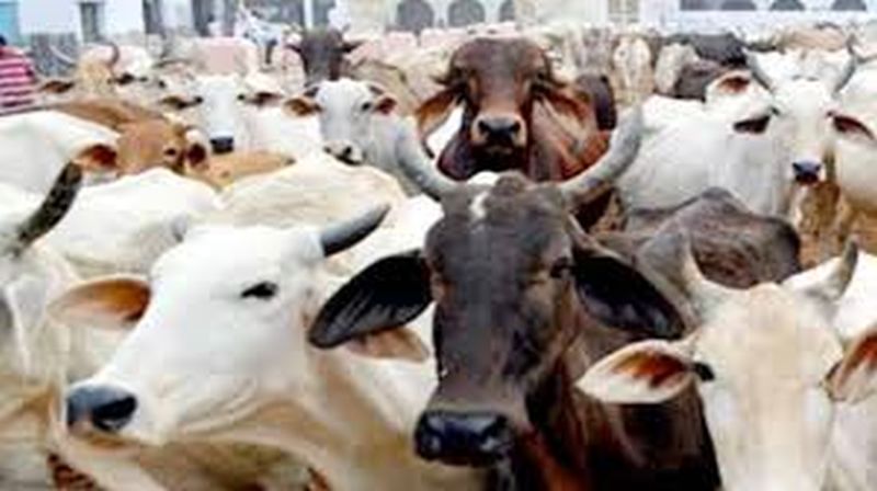 The issue of Livestock census stuck in Beurocrasy | पशूगणनेचा प्रश्न अडकला लालफितशाहीत!