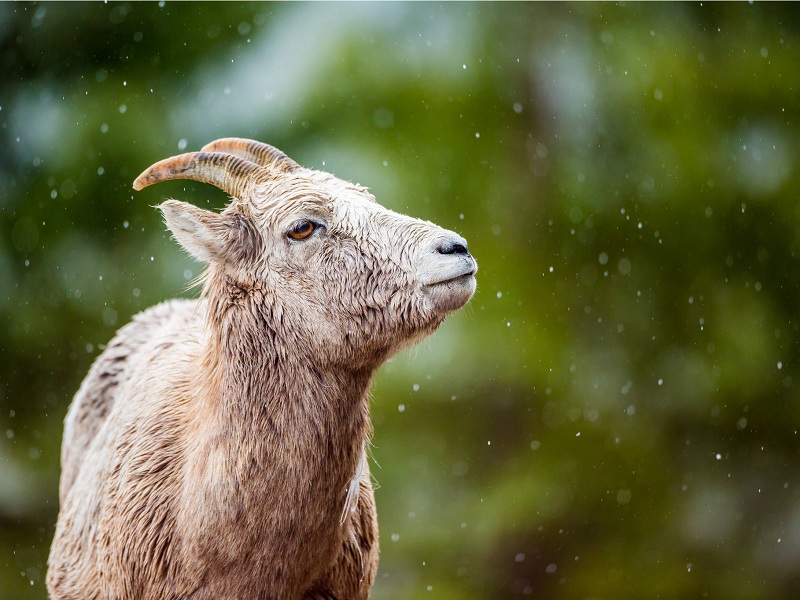 11 hundred sheep and goats killed pune district unseasonal rains and cold | पुणे जिल्ह्यात अवकाळी पाऊस व थंडीने अकराशे शेळ्या-मेंढ्या दगावल्या