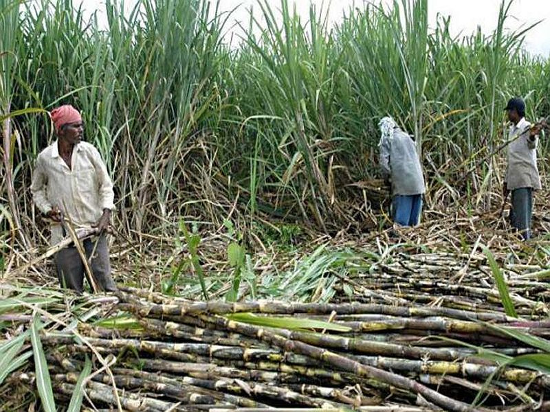 Sugarcane growers will suffer further losses; Ban on foreign exports of plantations to factories | ऊस उत्पादकांना आणखी तोटा सोसावा लागणार; कारखान्यांना मळीच्या परदेशी निर्यातीला बंदी