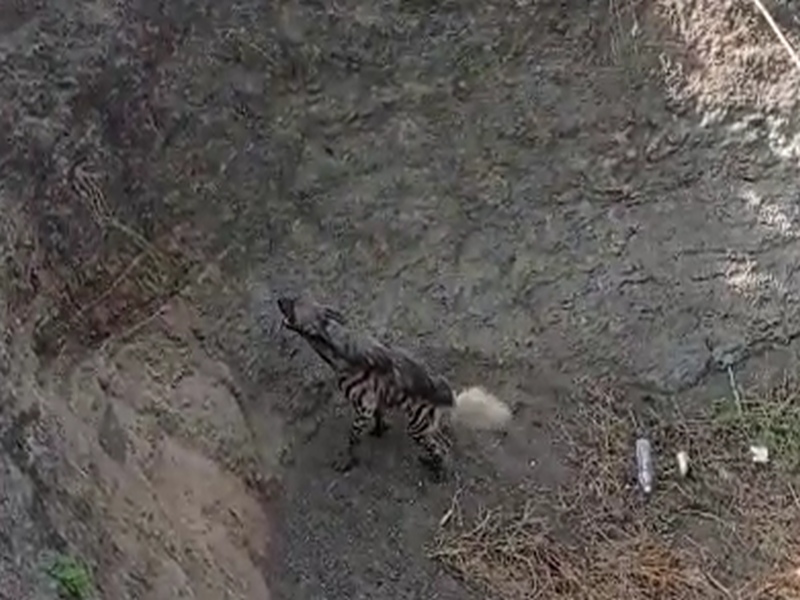Video: finally caught hyenas after biting and injuring ten people in nashik | Video: दहा जणांना चावा घेऊन जखमी करणाऱ्या तरसाला पकडण्यात अखेर यश