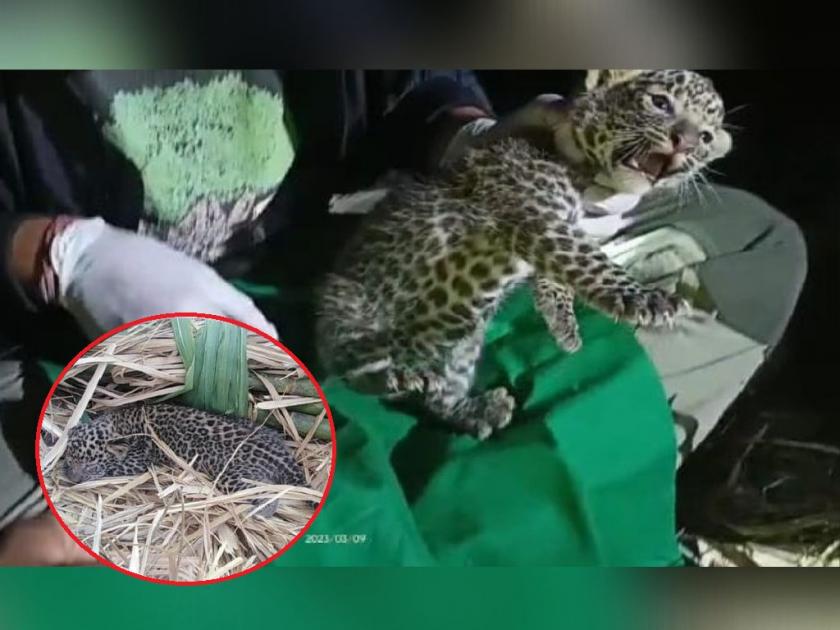 The 25-day-old Leopard cub finally met his mother, wardha | दुरावलेल्या २५ दिवसांच्या 'बिबट्या'ला पुनश्च मिळाले 'मातृछत्र'