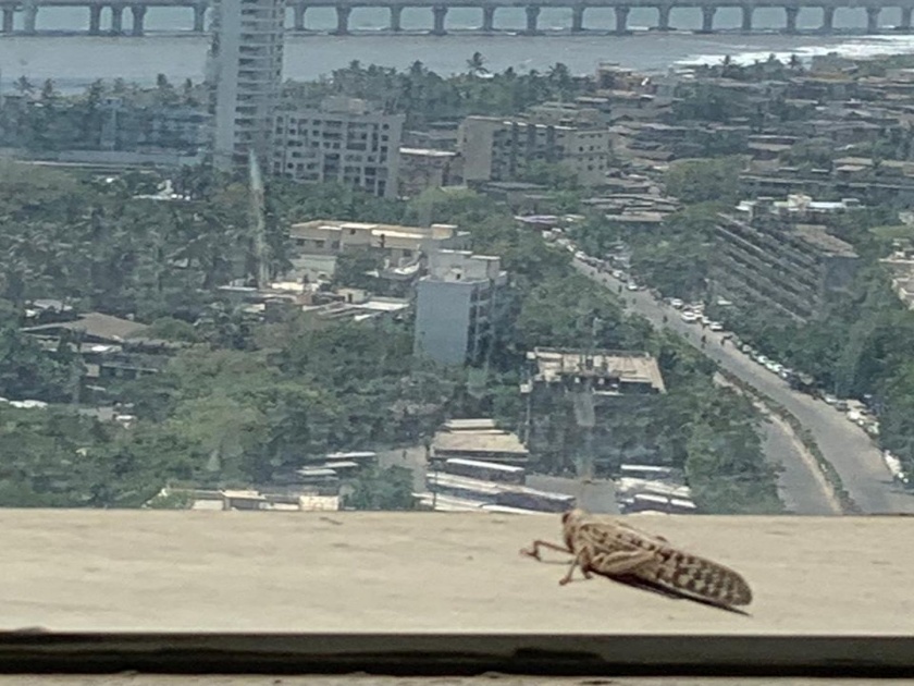 locust hits mumbai after damaging crops in vidarbha and several states kkg | VIDEO: मुंबईत टोळधाड; ताडदेव, वरळी, विक्रोळीत दिसले टोळ