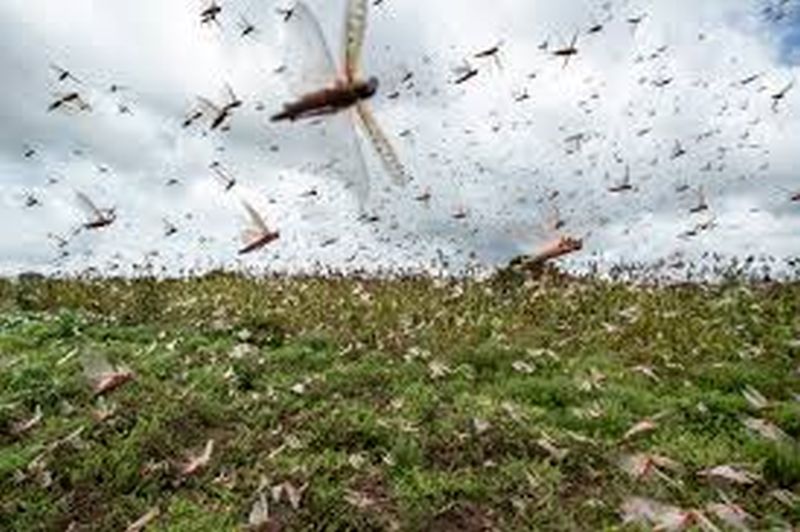 Locust crisis; Farmers worried | टोळधाडीचे संकट; शेतकरी चिंतेत
