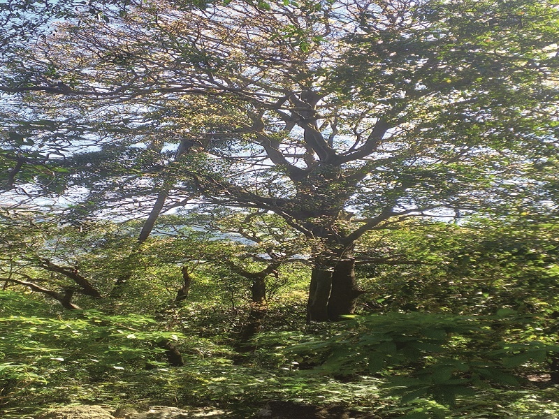 One hundred foot tree in Harischandragarh Sanctuary | हरिश्चंद्रगड अभयारण्यात शंभर फुटांचा वृक्ष