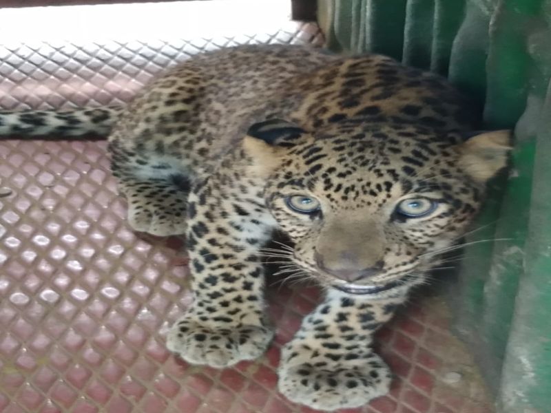 leopord caught in cage at Mahajanpur | महाजनपुर येथे बिबटया जेरबंद