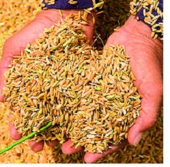 Farmer's Choice: 'Rate of Revised' Rice: Seed Rate Stable | भाताच्या ‘संशोधित’ वाणालाच शेतकऱ्यांची पसंती : बियाण्यांचे दर स्थिर