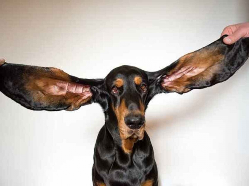 OMG! meet lou dogs ear length is 34 centimeters | फारच खास आहे हा कुत्रा, जगात सर्वात जास्त लांब आहेत त्याचे कान; वाचा लांबी...