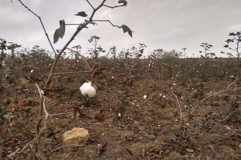 Fear of losing cotton crop along with soybean | सोयाबीनपाठोपाठ कपाशीचे पीकही हातचे जाण्याची भीती