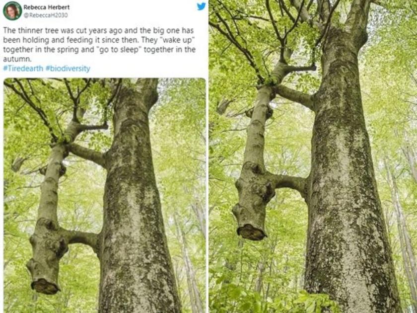 Amazing nature this tree picture goes viral tweeple says its a true friendship | बुडापासून कापलं होतं झाड, पण दुसऱ्या झाडाने त्याला मरू दिलं नाही!