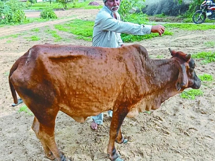 The problem of 'Lumpi', the number of victims of livestock is over a hundred! | ‘लम्पी’ची बाधा, पशुधनाच्या बळींची संख्या शंभरीपार!