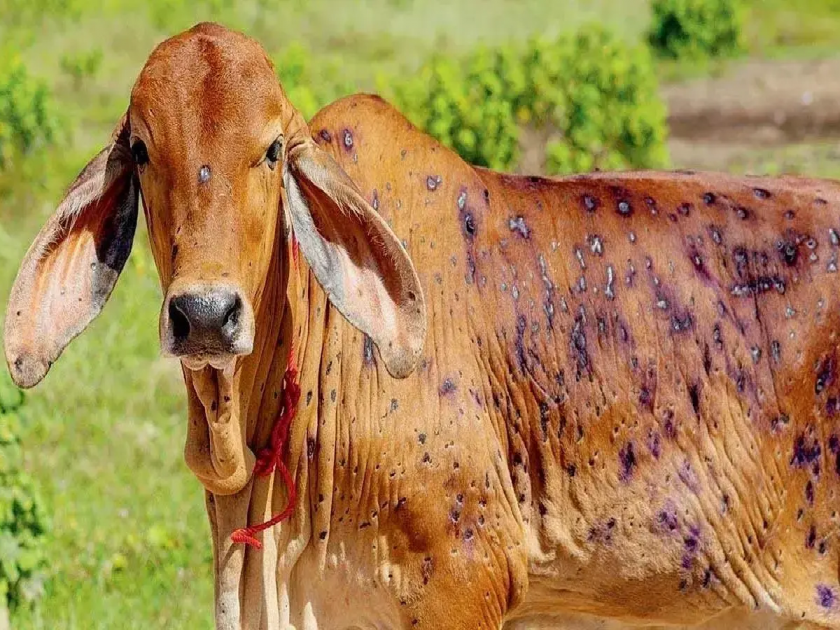 Lumpy's Crisis on the Bailpolla Festival; Infected 785 livestock in Latur district! | बैलपोळ्यावर लम्पीचे संकट; मिरवणुक, एका ठिकाणी पशुधन एकत्र करण्यास प्रशासनाची मनाई