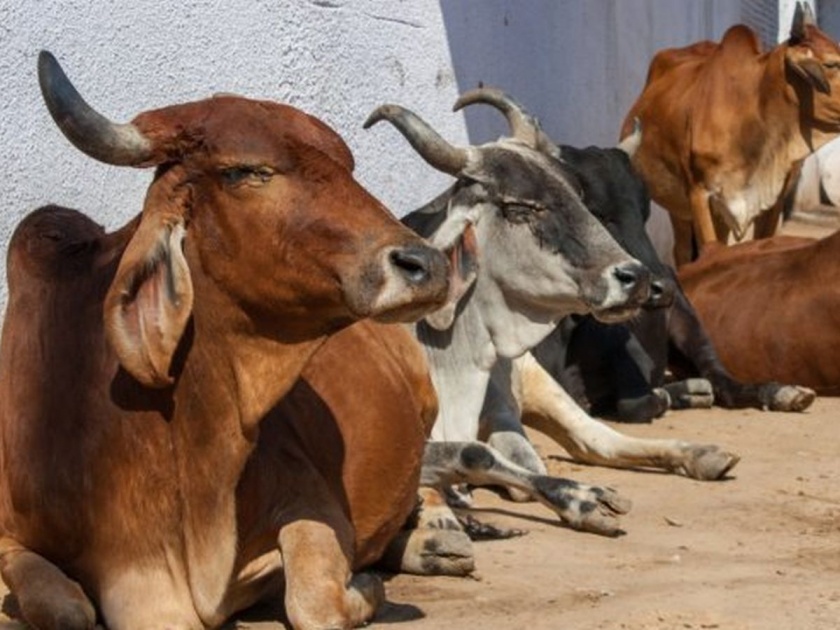 Lumpy disease is also spreading in animals in Solapur city, six animals have died | सोलापूर शहरातील जनावरातही पसरतोय लम्पी आजार, सहा जनावरांचा मृत्यू 